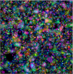 XMM image of COSMOS field