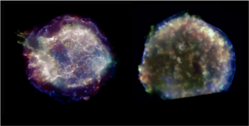 Chandra color images of Cas-A and Tycho SNRs