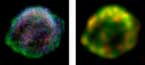 XMM Images of Kepler's SNR