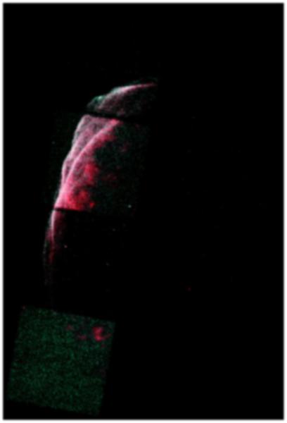 Chandra image of the NE shell of SN 1006 
