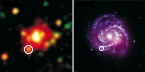 XMM observations of SN 1979c