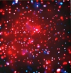 Chandra/Rosette Nebula