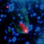 Composite Chandra/Optical image of the Black Widow