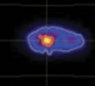 INTEGRAL image of positron-electron annihilation