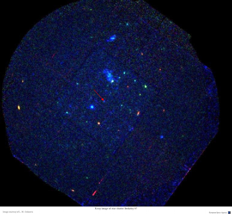 XMM-Newton X-ray observation of Berkeley 87 and WR 142