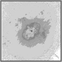 Greyscale HST image of Eta Carina