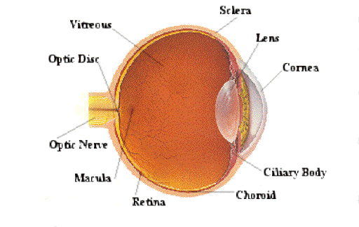 The image shows a diagram of the eye, labeling the sclera, vitreous 